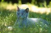 BRITISH SHORTHAIR C024